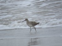 IMG 6286  Willet, Padre Island National Seashore