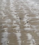 IMG 5462  Patterns in the sand, South Padre Island, TX