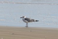 IMG 6141  Laughing Gull, Nonbreading Adult, South Padre Island, TX