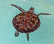 IMG 5570  Sea Turtle Inc, South Padre Island, TX