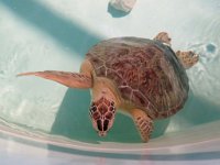 IMG 5597  Sea Turtle Inc, South Padre Island, TX