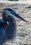 IMG 5620  Great Blue Heron, SPI Birding Center, South Padre Island, TX