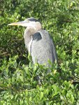 IMG 5677  Great Blue Heron, SPI Birding Center, South Padre Island, TX