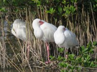 IMG 5679  White Ibis, SPI Birding Center, South Padre Island, TX