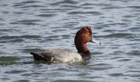 IMG 5698  Redhead Duck, SPI Birding Center, South Padre Island, TX
