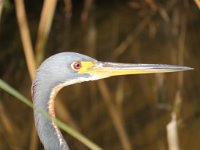 IMG 5749  Tri-Colored Heron, SPI Birding Center, South Padre Island, TX