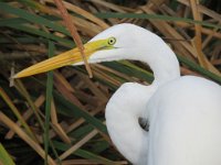 IMG 5762  Great Egret, SPI Birding Center, South Padre Island, TX
