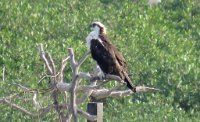IMG 5776  Osprey, SPI Birding Center, South Padre Island, TX