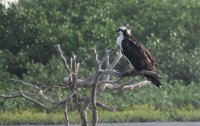 IMG 5809  Osprey, SPI Birding Center, South Padre Island, TX