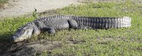 IMG 5825  Alligator, SPI Birding Center, South Padre Island, TX
