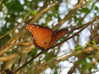 IMG 5872  Queen Butterfly, SPI Birding Center, South Padre Island, TX