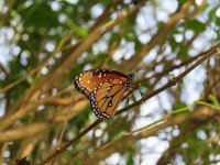 IMG 5873  Queen Butterfly, SPI Birding Center, South Padre Island, TX