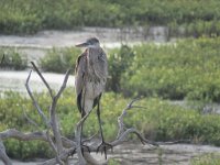 IMG 5888  Heron, SPI Birding Center, South Padre Island, TX