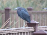 IMG 6067  Little Blue Heron, SPI Birding Center, South Padre Island, TX