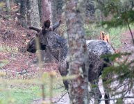 IMG_0897 Moose, Rock Harbor, Isle Royale National Park