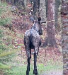 IMG_0901 Moose, Rock Harbor, Isle Royale National Park