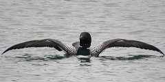 IMG_0918 Common Loon, Rock Harbor, Isle Royale National Park