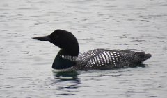 IMG_0936 Common Loon, Rock Harbor, Isle Royale National Park