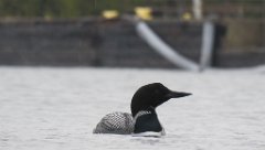 IMG_0952 Common Loon, Rock Harbor, Isle Royale National Park