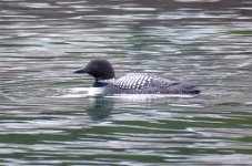 IMG_1282 Common Loon, Rock Harbor, Isle Royale National Park