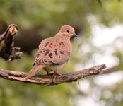 IMG_2060 Mourning Dove, Paul H. Douglas Center, Indiana Dunes National Park