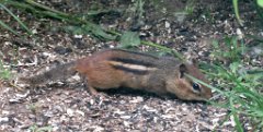 IMG_2061 Chipmunk, Paul H. Douglas Center, Indiana Dunes National Park