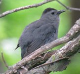 IMG_2069 Gray Catbird, Paul H. Douglas Center, Indiana Dunes National Park