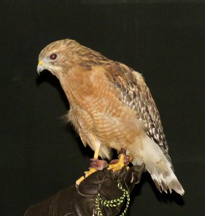 IMG_0409 Red Shouldered Hawk, Callaway Gardens, Pine Mountain, GA