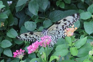 IMG_0428 Paper Kite, Callaway Gardens, Pine Mountain, GA