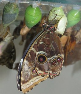 IMG_0451 Blue Morpho, Callaway Gardens, Pine Mountain, GA