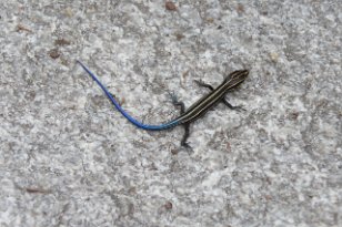 IMG_0513 5 lined Skink, Stone Mountain, GA