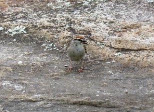 IMG_0531 Chipping Sparrow, Stone Mountain, GA