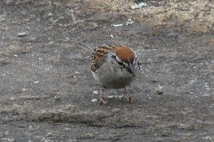 IMG_0532 Chipping Sparrow, Stone Mountain, GA