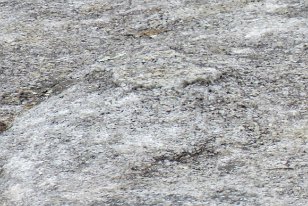 IMG_0535 Chipping Sparrow, Stone Mountain, GA