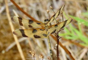 IMG_0548 Halloween Pennant Dragonfly, Stone Mountain, GA