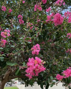 IMG_6267 Crepe Myrtle, South Carolina State House Grounds, Columbia, SC