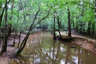 IMG_0774 Cedar Creek, Congaree National Park