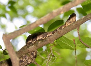 IMG_0847 Brown Watersnake, Cedar Creek, Congaree National Park