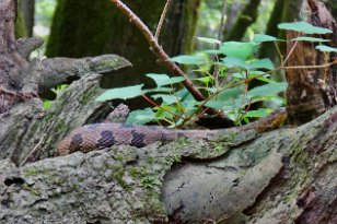 IMG_0855 Brown Watersnake, Cedar Creek, Congaree National Park