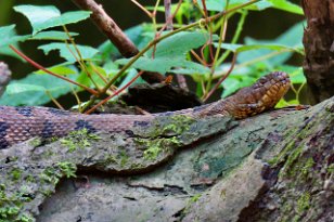 IMG_0857 Brown Watersnake, Cedar Creek, Congaree National Park