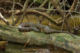 IMG_0876 Brown Watersnake, Cedar Creek, Congaree National Park