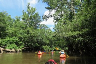 IMG_0885 Kayaking on Cedar Creek, Congaree National Park