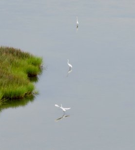 IMG_1149 Great Egrets, Bodie Lighthouse, Cape Hatteras National Seashore