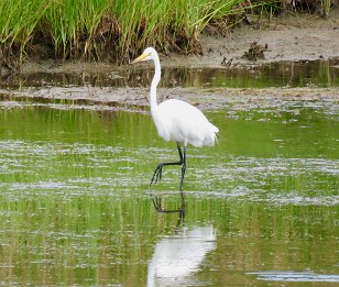 IMG_1166 Great Egret, Cape Hatteras National Seashore