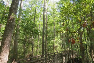 IMG_1302 Boardwalk trail, First Landing State Park, VA