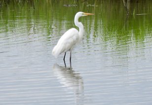 IMG_1314 Great Egret, First Landing State Park