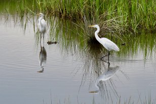 IMG_1319 Great Egret, First Landing State Park