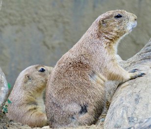 IMG_1658 Prarie Dog, National Zoo, DC