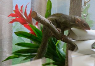 IMG_1665 Northern Treeshrew, National Zoo, DC