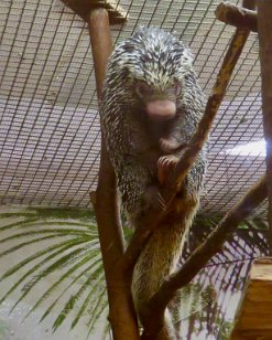 IMG_1684 Prehensile-tailed Porcupine, National Zoo, DC